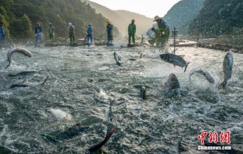 江西新余巨網(wǎng)秋捕 魚躍滿倉