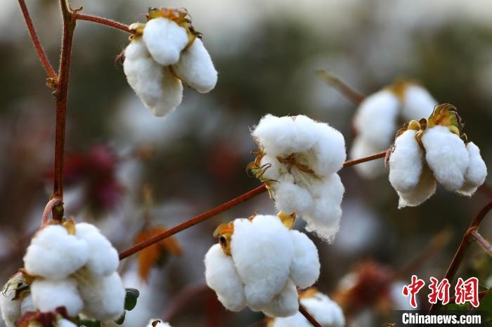 朵朵棉花吐絮盛開。　劉艷敏 攝