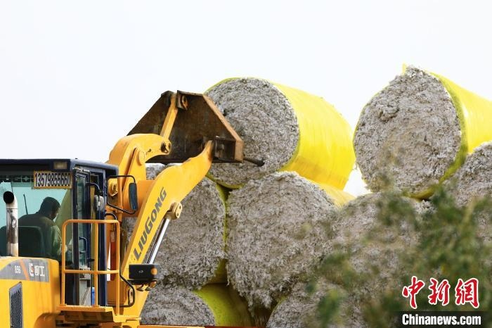 叉車將采棉機(jī)吐出的“金蛋蛋”裝車?！「唠p強(qiáng) 攝