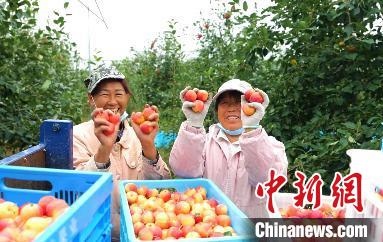 圖為興安盟沙果迎豐收。　科右前旗委宣傳部供圖