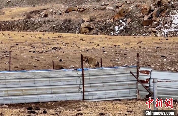 圖為闖入村民家中的野狼。　興?？h公安局溫泉派出所供圖