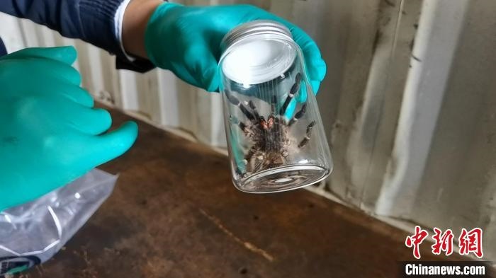 張家港海關(guān)工作人員截獲捕鳥蛛。　王健超 攝