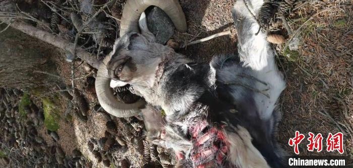 圖為疑似雪豹捕食巖羊的殘骸(資料圖)。　內(nèi)蒙古賀蘭山國家級自然保護區(qū)供圖