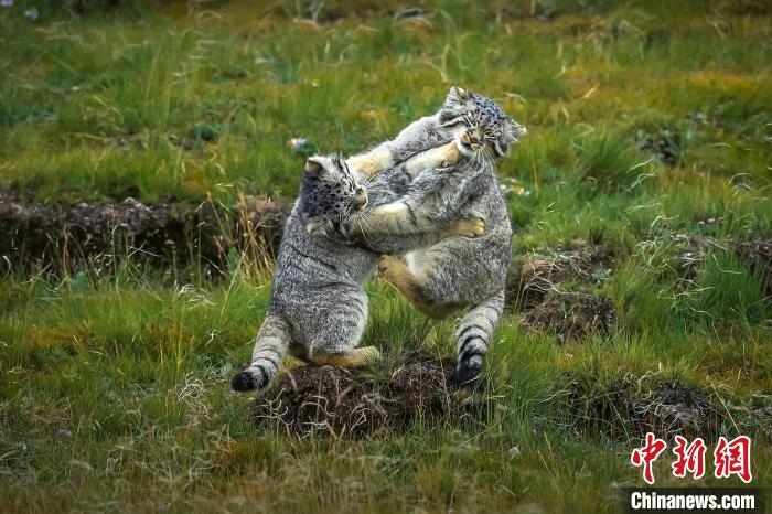 圖為作品《難分伯仲》?！〗股?攝