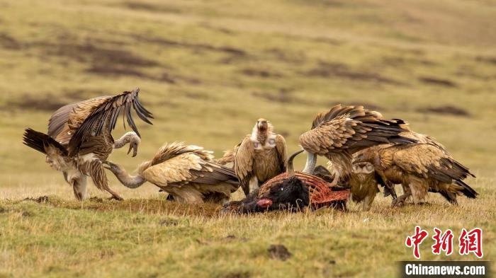 圖為作品《聚會》?！℃夭疾夭爬?攝