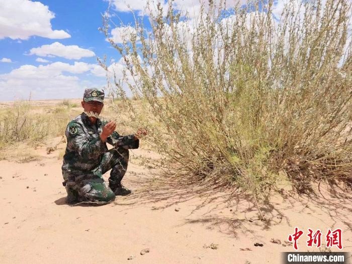 圖為謝寶民查看梭梭長(zhǎng)勢(shì)。　受訪者供圖