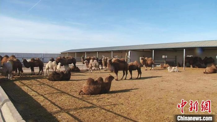 圖為額濟(jì)納旗駝奶產(chǎn)業(yè)基地?！⊥蹰L(zhǎng)梅 攝