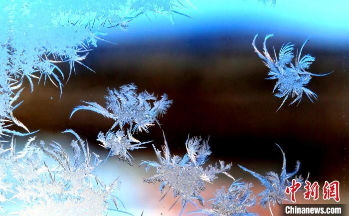 玉樹瓊枝盈滿窗?！O書程 攝