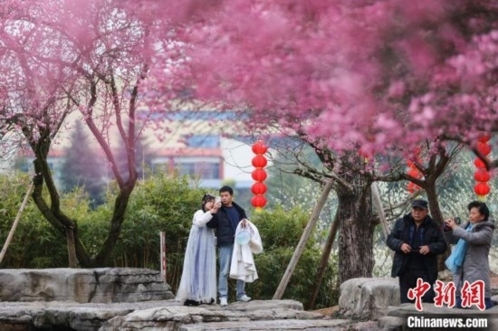 2月23日，市民在乾藝梅園景區(qū)觀賞綻放的梅花。瞿宏倫 攝