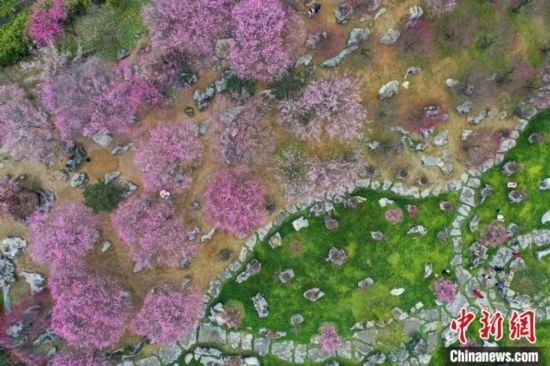 2月23日，航拍乾藝梅園景區(qū)綻放的梅花。瞿宏倫 攝