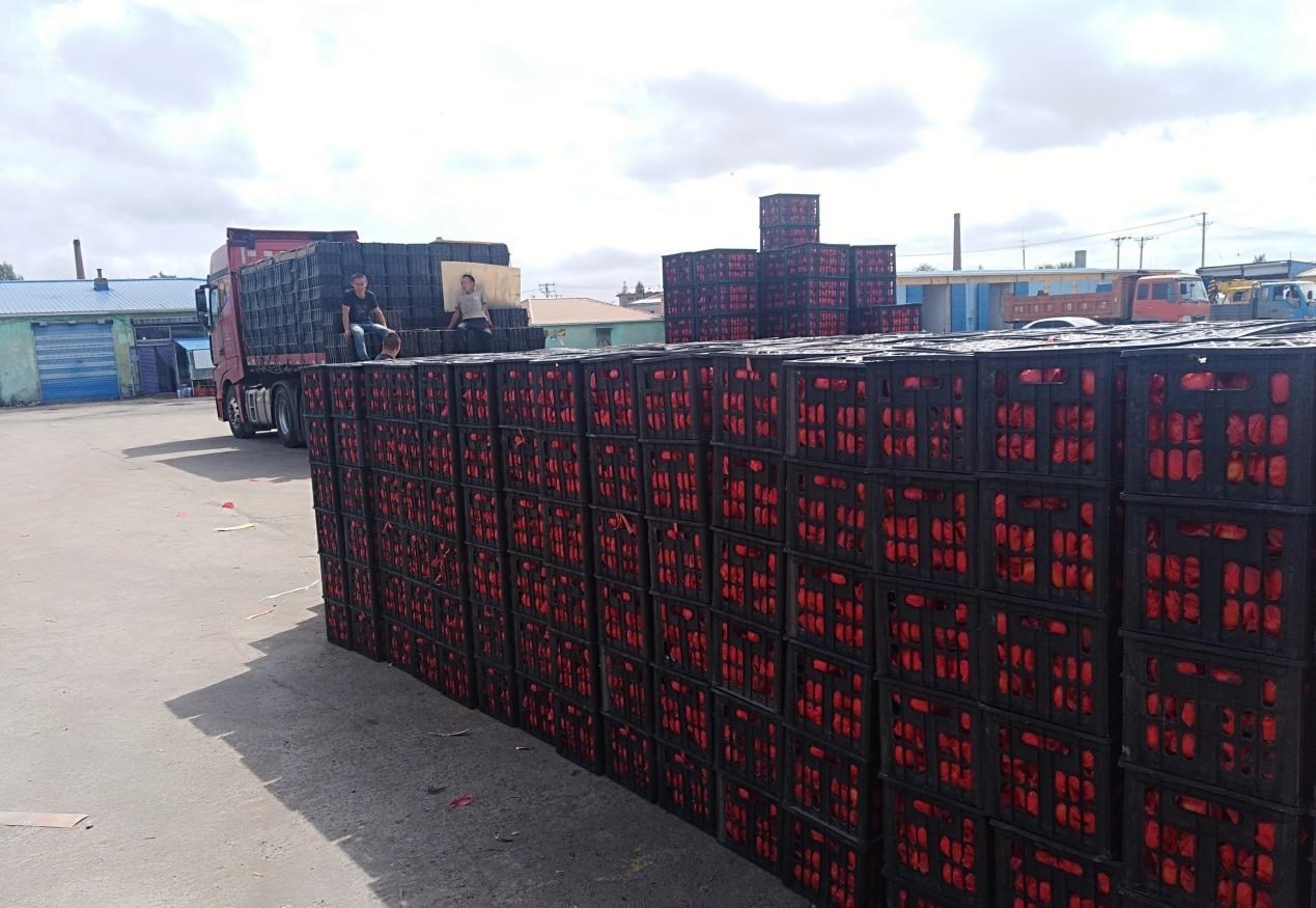 　　外銷的蔬菜在市場等待拉運。受訪者供圖