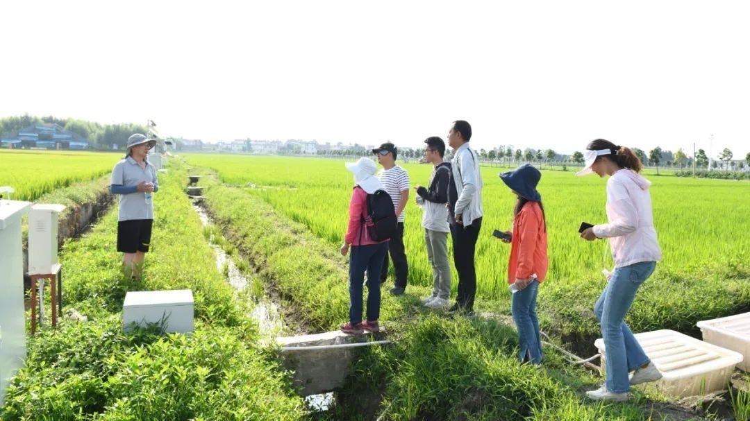 △云南大理古生村科技小院成員在田間調(diào)查。