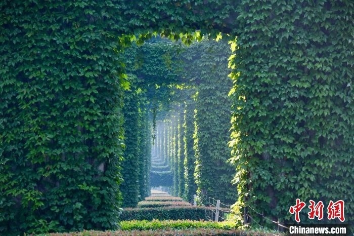 成都二環(huán)高架橋墩被植被爬滿，形成“綠野仙蹤”景觀?！埨?攝