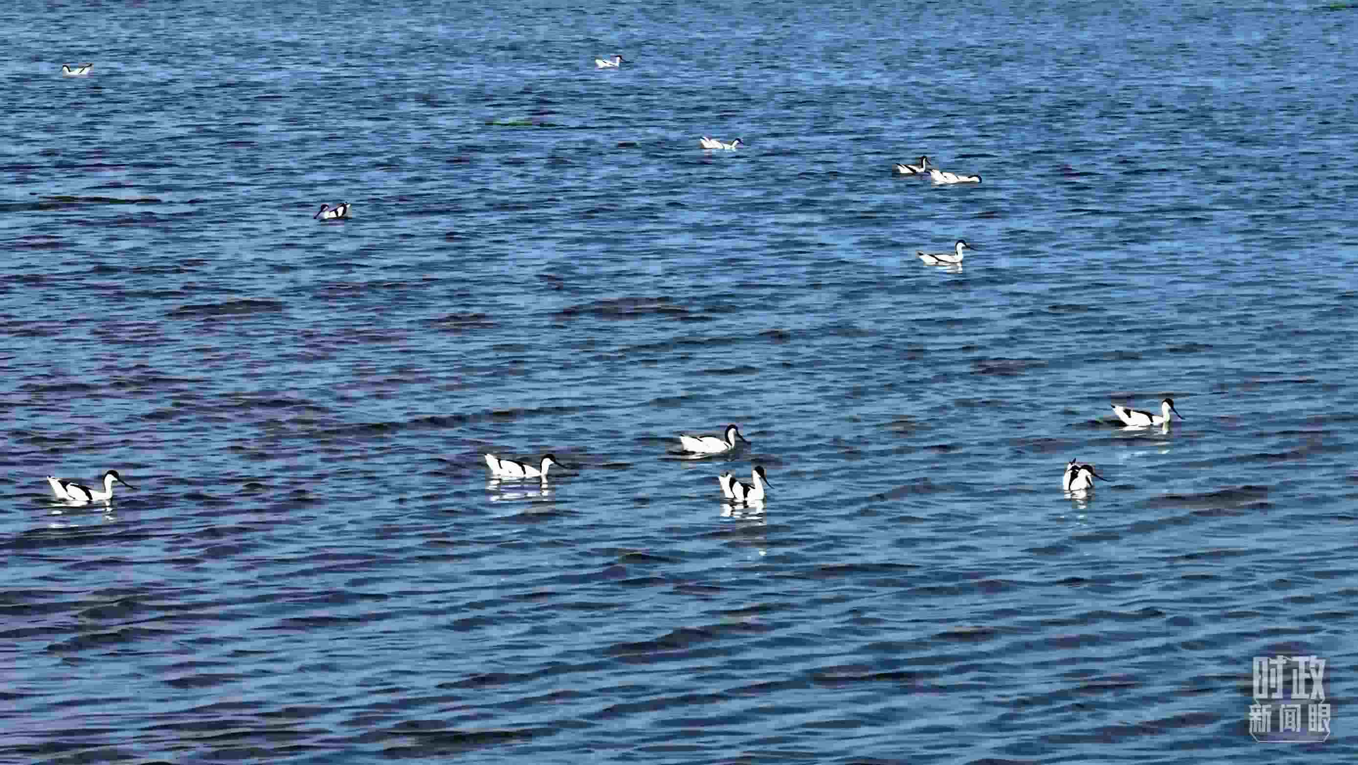 △鹽湖棲息的鳥類。（總臺記者裴大偉、康曉宇拍攝）