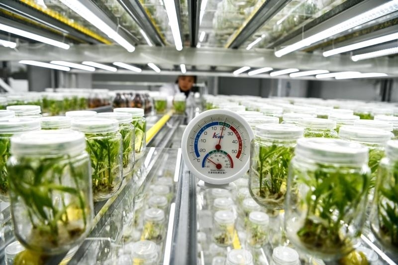 工作人員在貴陽(yáng)市開(kāi)陽(yáng)縣南江蔬菜良種繁育中心的組培中心查看姜苗生長(zhǎng)情況（2023年5月23日攝）。新華社記者 楊文斌 攝