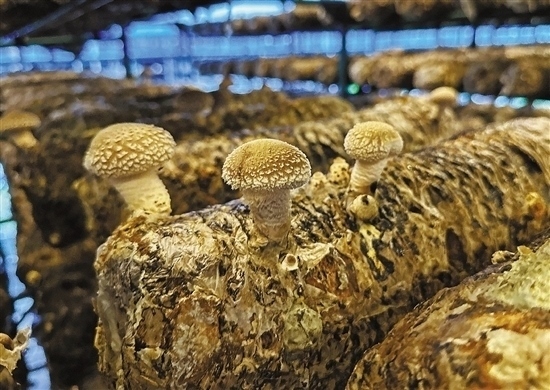 龍游數(shù)智大棚種植的花菇。 記者 祝梅 攝