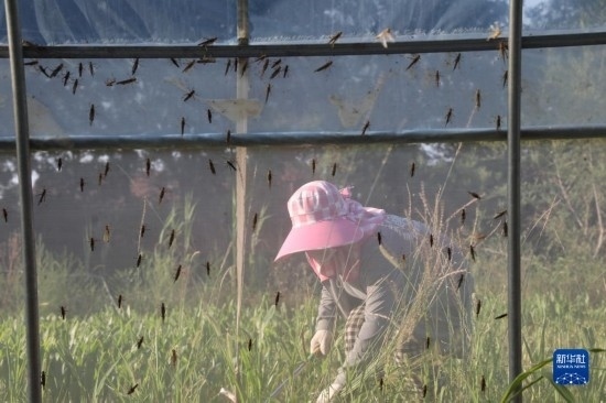 6月21日，山東省樂陵市西段鄉(xiāng)岔河村東亞飛蝗養(yǎng)殖基地的螞蚱養(yǎng)殖戶在割草。新華社記者 范長國 攝