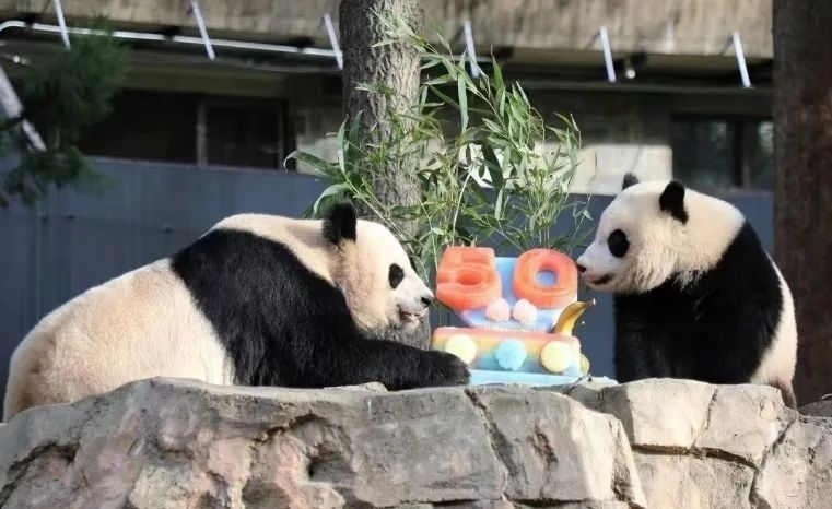 2022年，美國國家動物園舉辦活動慶祝大熊貓抵美50周年，園方為大熊貓“美香”“添添”和“小奇跡”一家三口準備了有“50”字樣的冰凍水果蛋糕。（圖片來源：雅安市廣播電視臺）