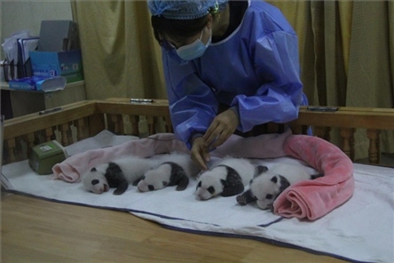 成都大熊貓繁育研究基地成立于1987年，先后攻克了大熊貓人工飼養(yǎng)與管理、繁殖與育幼、疾病防控與種群遺傳管理等關鍵技術難題，建成全球最大的大熊貓人工繁育遷地保護種群，數(shù)量達230余只。（圖片來源：成都大熊貓繁育研究基地網(wǎng)站）