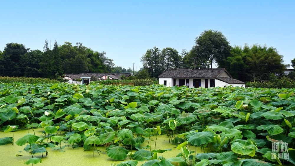 四川眉山，永豐村荷塘。2022年6月，習(xí)近平曾到此調(diào)研鄉(xiāng)村振興情況。（總臺(tái)央廣記者潘毅拍攝）
