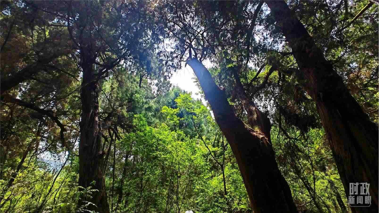 △翠云廊內(nèi)，古柏郁郁蔥蔥。（總臺(tái)央視記者程鋮拍攝）