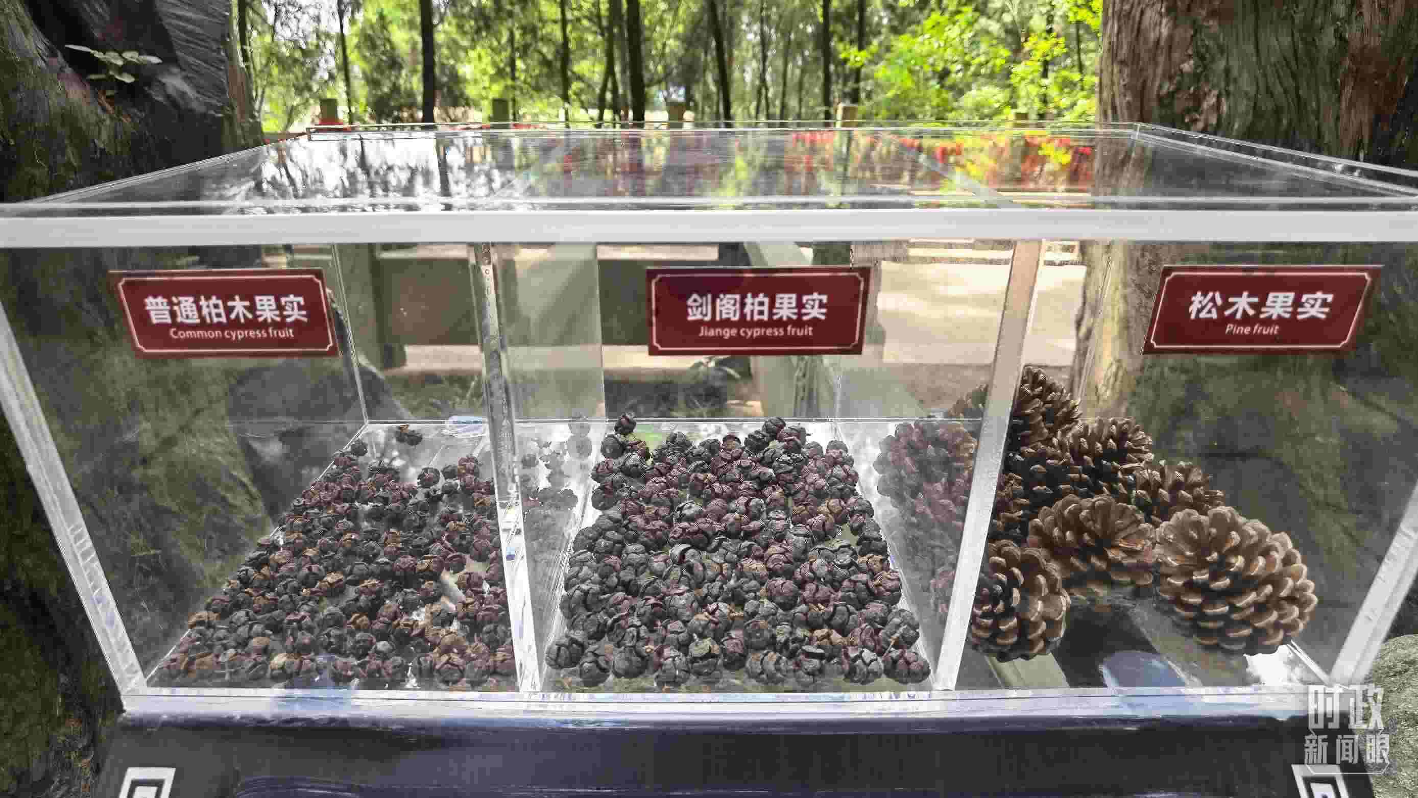 △翠云廊古蜀道，現(xiàn)場(chǎng)陳列的柏木和松木果實(shí)。（總臺(tái)央視記者石丞拍攝）
