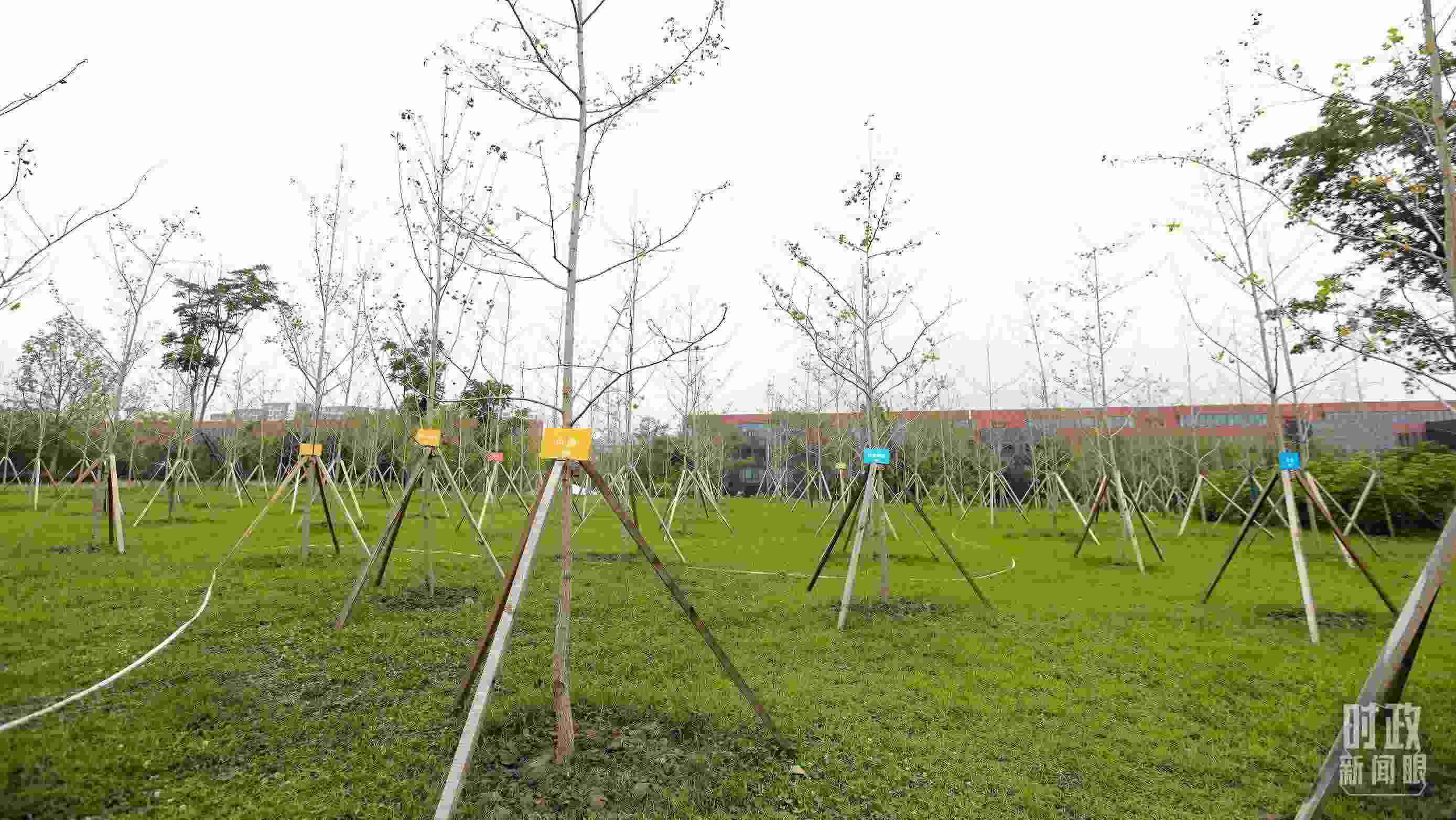 成都大運(yùn)村內(nèi)專(zhuān)門(mén)種植了友誼林，各國(guó)代表團(tuán)都可認(rèn)領(lǐng)。