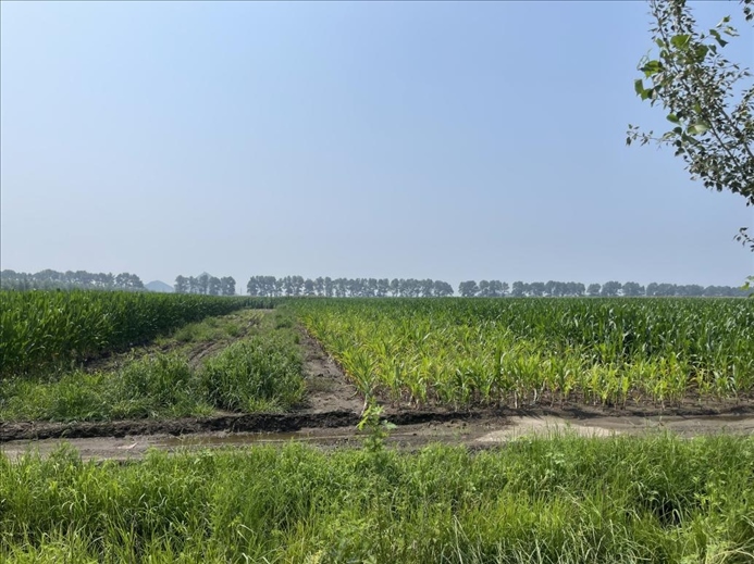 玉米高矮不齊對(duì)比(中國(guó)之聲記者江曉晨 攝)