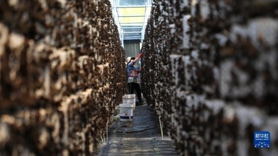 7月29日，在卓尼縣納浪鎮(zhèn)納浪村黑木耳種植基地，農(nóng)戶在采摘黑木耳。