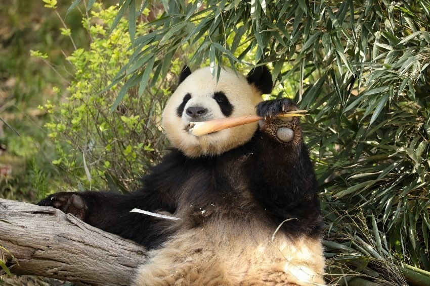 大熊貓“芝麻”。成都大熊貓繁育研究基地供圖