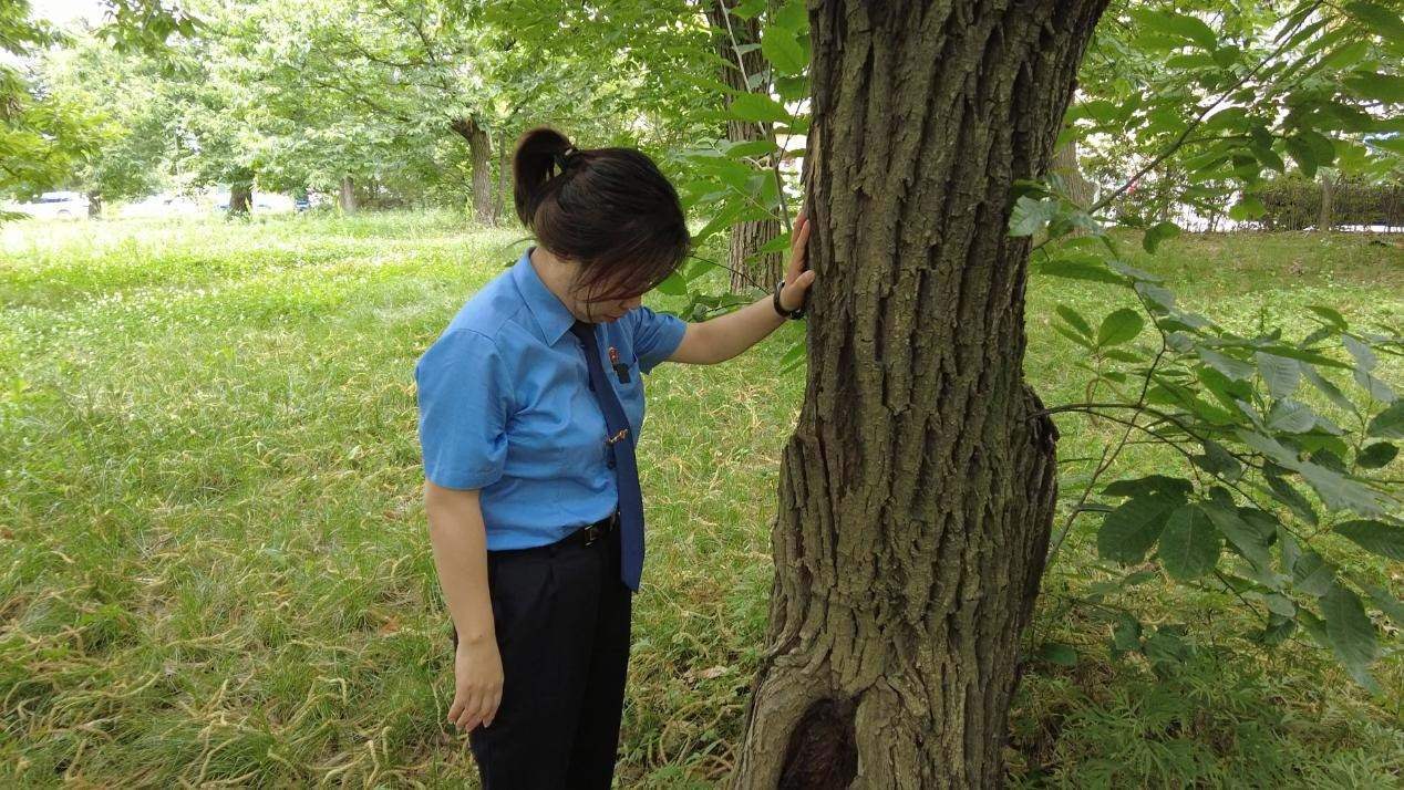 惠琳琳仔細(xì)查看古樹(shù)生長(zhǎng)近況。人民網(wǎng) 黨童攝