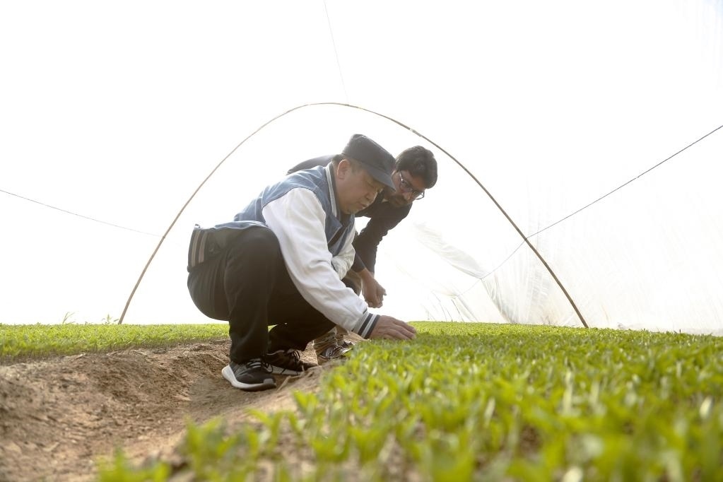 巴基斯坦旁遮普省木爾坦的中巴辣椒訂單種植項(xiàng)目辣椒育苗大棚內(nèi)，中國農(nóng)業(yè)專家?guī)ьI(lǐng)巴基斯坦技術(shù)員查看辣椒秧苗生長情況。