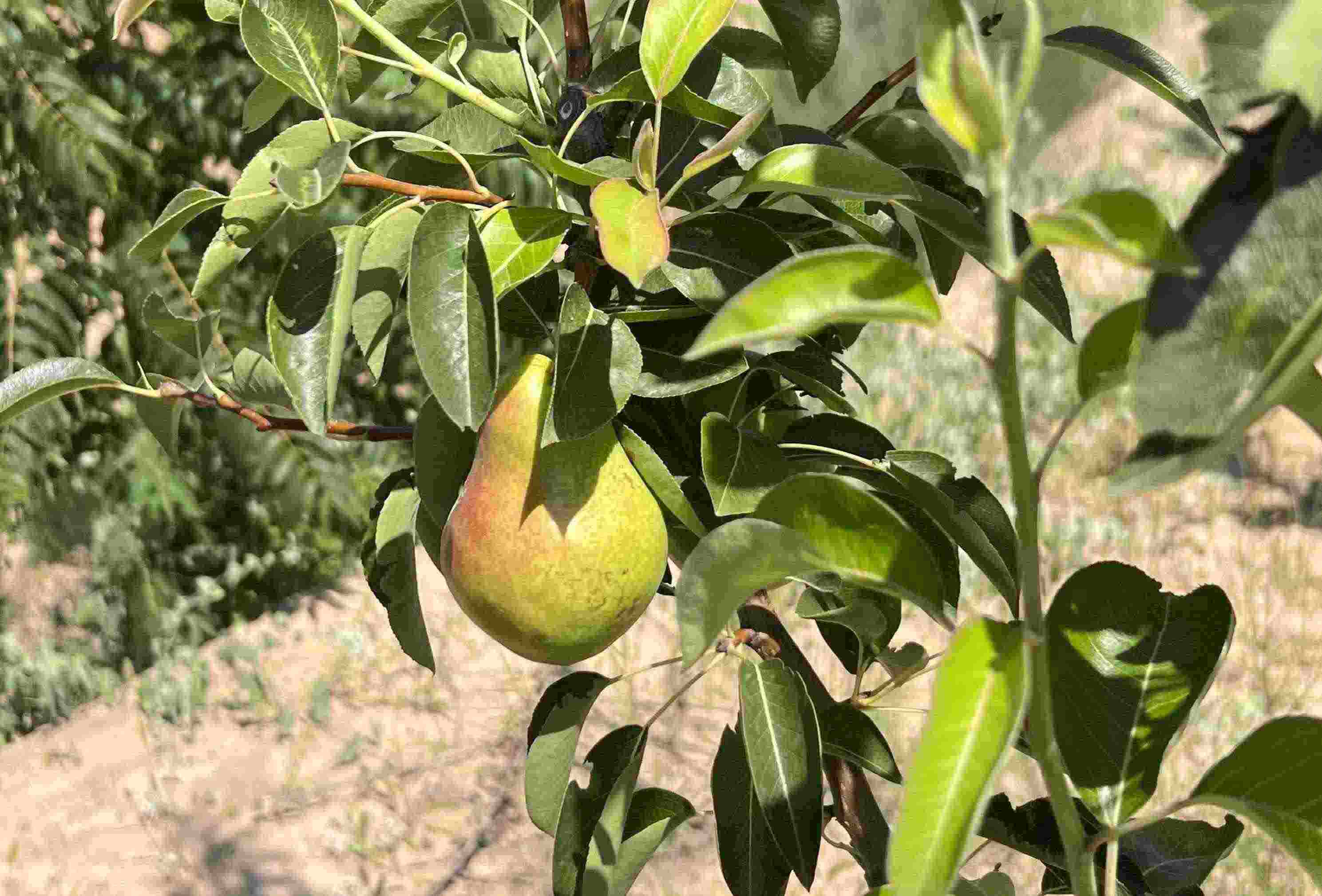 青梨基地果樹上的幼果。人民網(wǎng)記者 王連香攝