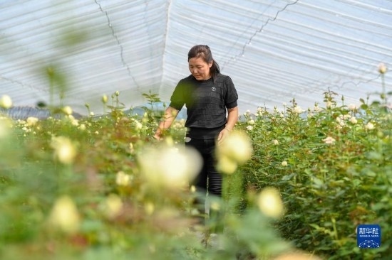 8月17日，吉林省德惠市朱城子鎮(zhèn)沿河村程雪家庭農(nóng)場的負(fù)責(zé)人楊雪在查看玫瑰花長勢。新華社記者 張楠 攝