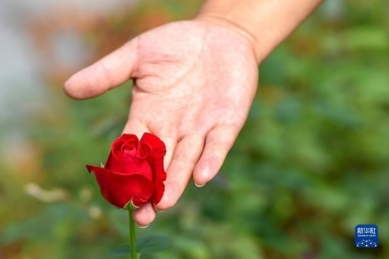 8月17日，吉林省德惠市朱城子鎮(zhèn)沿河村程雪家庭農(nóng)場的負(fù)責(zé)人楊雪在查看玫瑰花長勢。新華社記者 張楠 攝