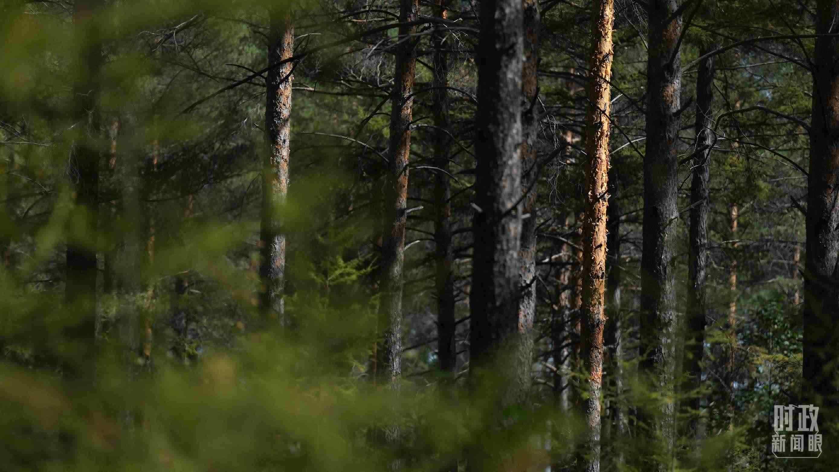 △漠河林場(chǎng)有天然林3.54萬(wàn)公頃、蓄積量325.3萬(wàn)立方米。（總臺(tái)國(guó)廣記者李晉拍攝）