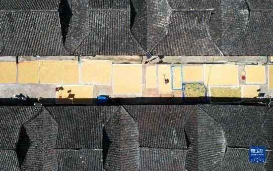 9月16日，在貴州省黔東南苗族侗族自治州從江縣加勉鄉(xiāng)污扣村，村民在晾曬稻谷（無人機照片）。