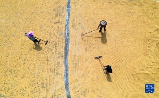 9月16日，湖南省郴州市桂陽縣流峰鎮(zhèn)農(nóng)民在晾曬稻谷（無人機照片）。