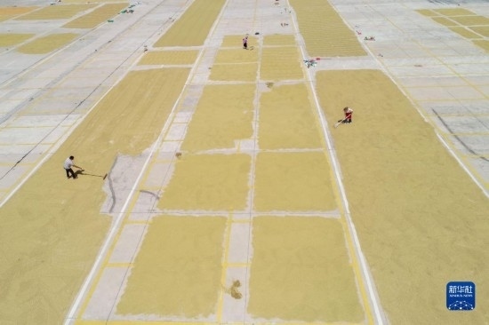 9月16日，村民在貴州省黔東南苗族侗族自治州丹寨縣金泉街道晾曬稻谷（無人機照片）。