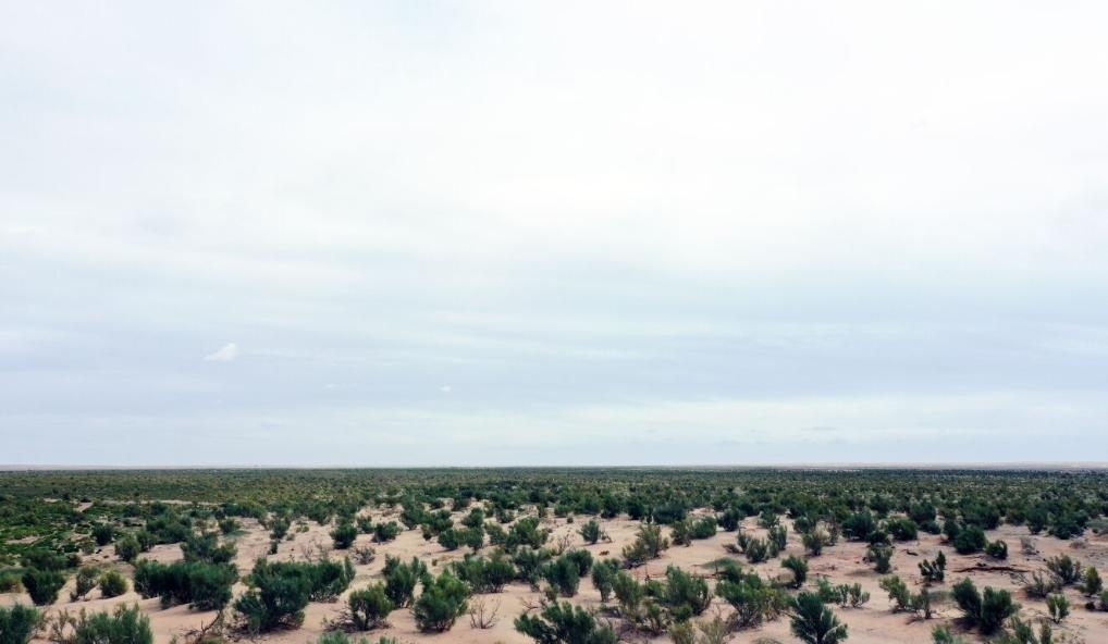 經(jīng)過封禁保護(hù)和人工種植梭梭后恢復(fù)綠色的草場(chǎng)（2023年9月12日攝）。新華社記者李云平 攝