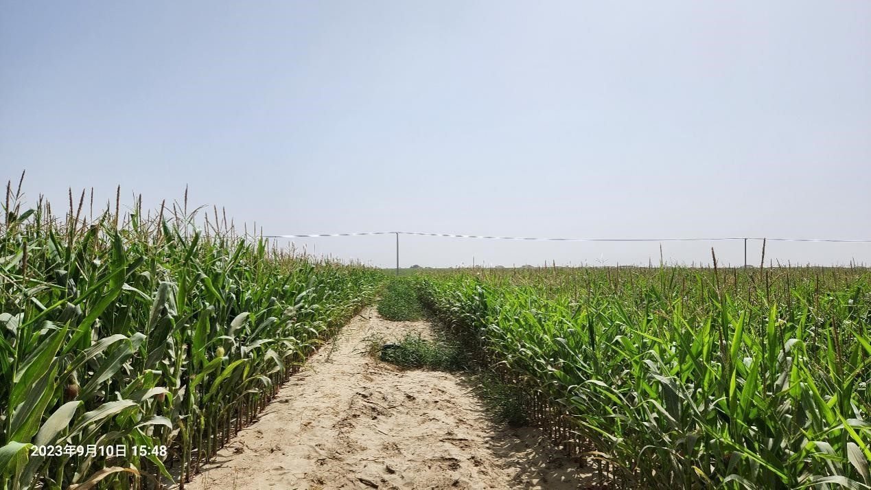 玉米改良40天后對(duì)比（左邊為改良組，右邊為對(duì)照組）。胡樹(shù)文團(tuán)隊(duì)供圖