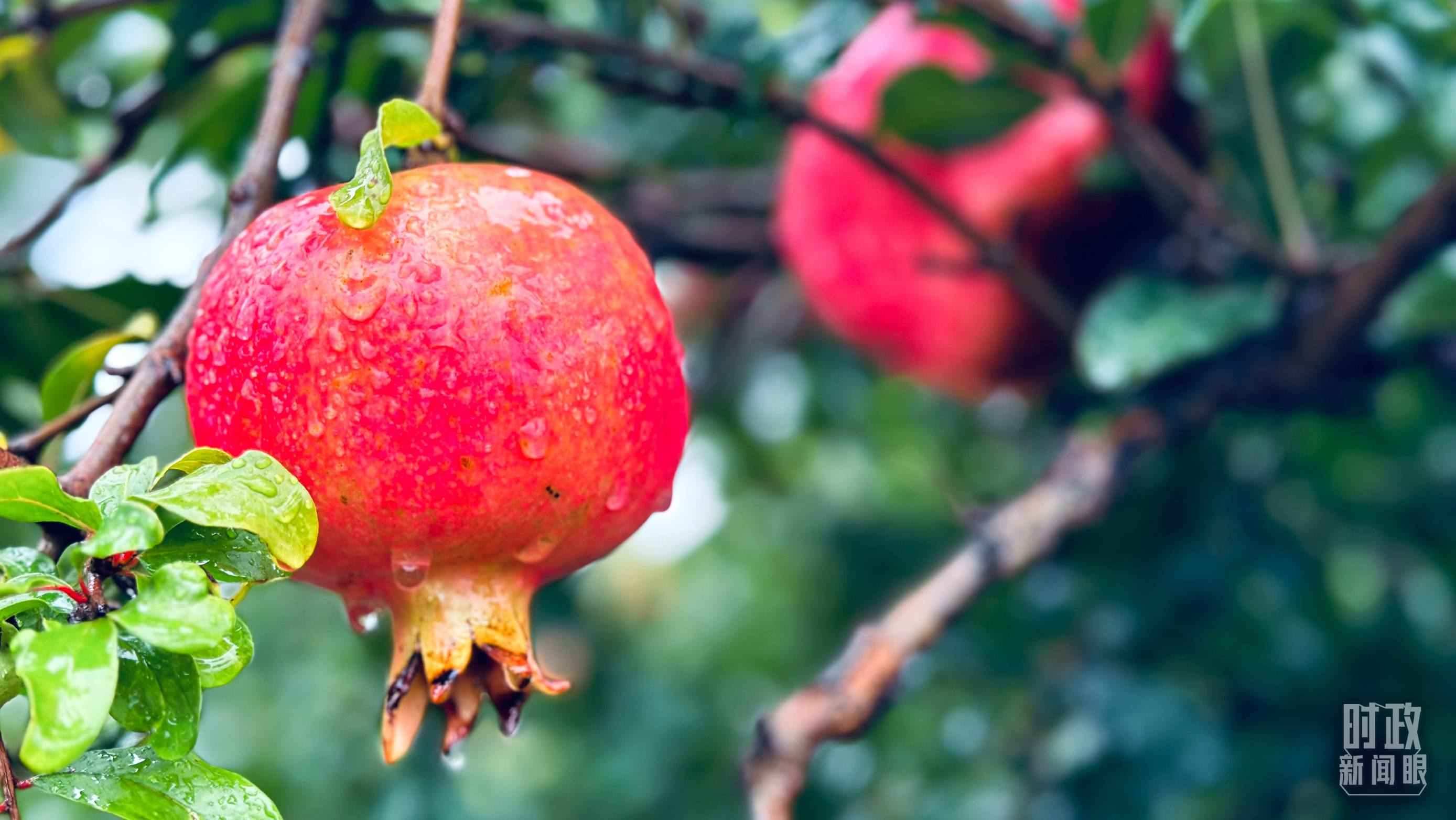 △一場(chǎng)秋雨過(guò)后，石榴更顯晶瑩。（總臺(tái)央視記者李輝、范一鳴拍攝）