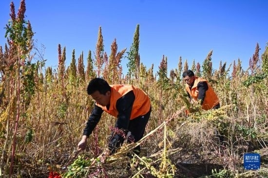 9月28日，農(nóng)民參加內(nèi)蒙古武川縣首屆藜麥開鐮節(jié)割藜麥比賽。