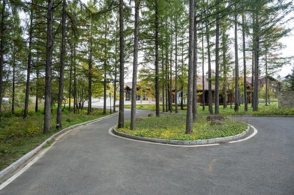 園區(qū)里“路讓樹(shù)”成為行為準(zhǔn)則。王哲攝