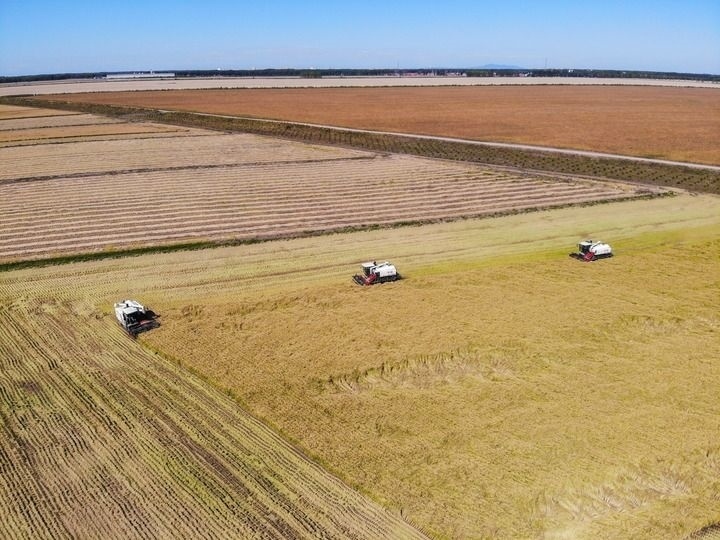 這是在位于黑龍江雙鴨山市友誼縣的北大荒農(nóng)業(yè)股份有限公司友誼分公司一地塊拍攝的水稻收獲現(xiàn)場（2023年9月21日攝，無人機照片）。新華社記者 王松 攝