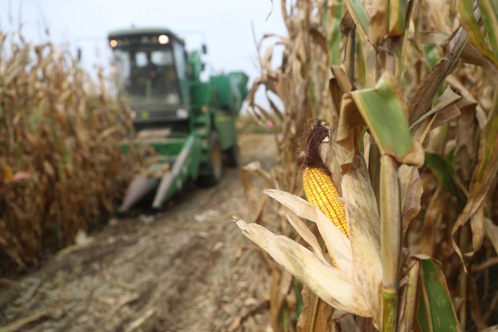 在遼寧省鐵嶺縣蔡牛鎮(zhèn)玉米田里，農(nóng)民駕駛農(nóng)機收割玉米（2023年9月26日攝）。新華社記者 楊青 攝