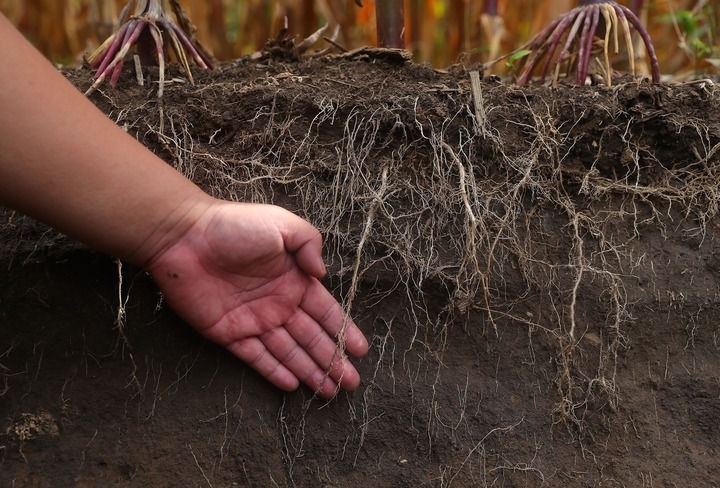 在遼寧省鐵嶺縣蔡牛鎮(zhèn)，張莊玉米合作社的農(nóng)民向外地農(nóng)民介紹黑土地保護和玉米秸稈還田情況（2023年9月26日攝）。新華社記者 楊青 攝