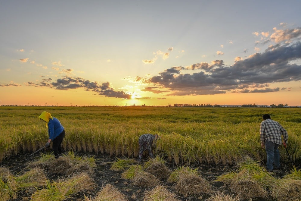 農(nóng)民在吉林省吉林市永吉縣萬昌鎮(zhèn)花家村收割水稻（2023年9月12日攝）。新華社記者 張楠 攝