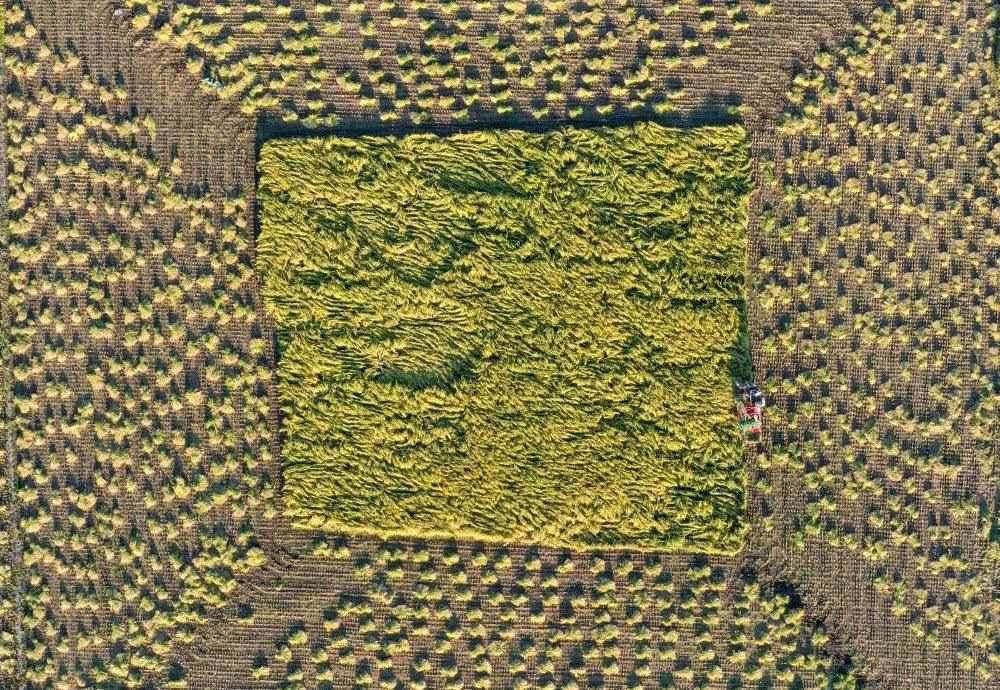 在吉林省舒蘭市平安鎮(zhèn)金星村，農(nóng)民駕駛農(nóng)機收割水稻（2023年9月21日攝，無人機照片）。新華社記者 張楠 攝