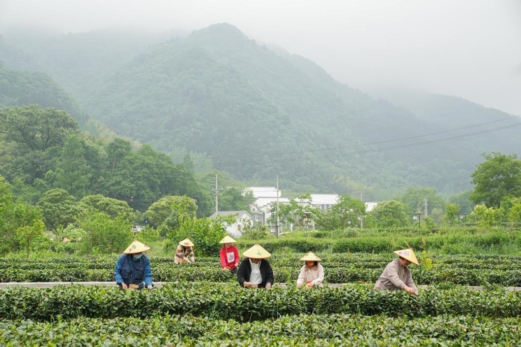 2022年5月11日，村民在大灣村生態(tài)茶園內(nèi)采摘茶葉。新華社記者杜宇攝